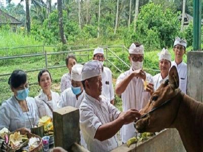 Tumpek Kandang - Balinese Auspicious Day for Animals